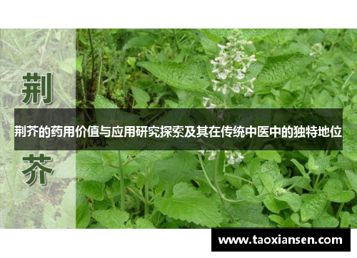 荆芥的药用价值与应用研究探索及其在传统中医中的独特地位